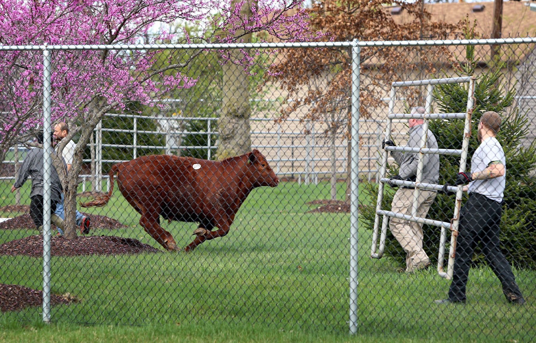 Steer breaks for freedom